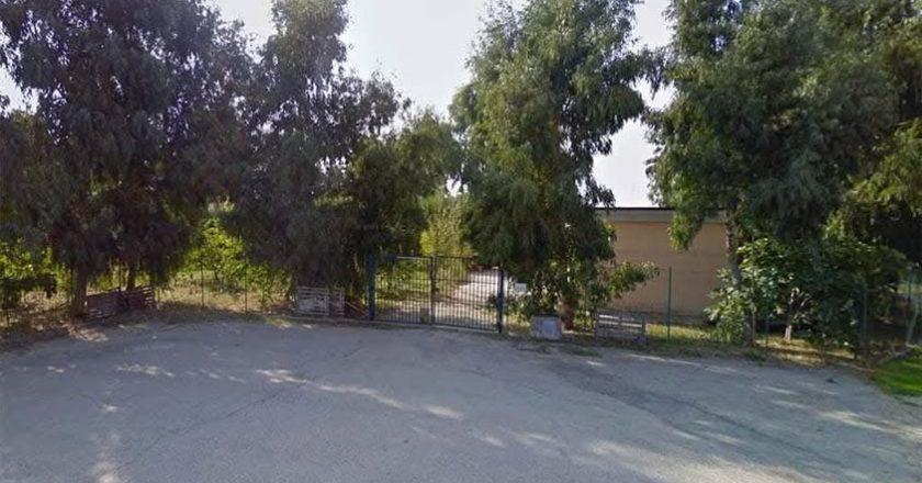 Tre adozioni e due pre-affidi: 50 cani cercano famiglia