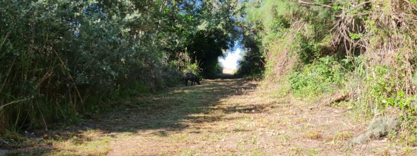 Punta Aderci, attivate le reti per la caccia ai cinghiali