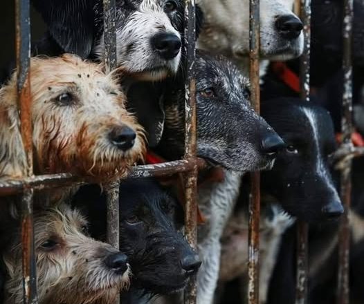 San Salvo, in due mesi adottati 20 cani