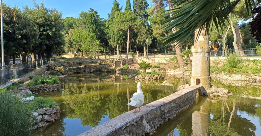 Villa comunale, salvo un solo anatroccolo