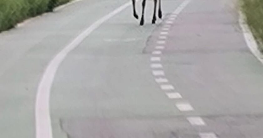Vasto, cervi in “azione” sul lungomare e sulla ciclopedonale