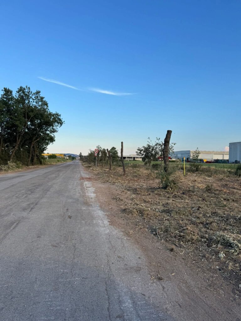 San Salvo, nella zona industriale abbattuti tutti gli alberi