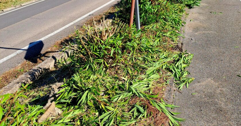 Il Comitato amici degli alberi: “Oleandri in piena fioritura orribilmente capitozzati”
