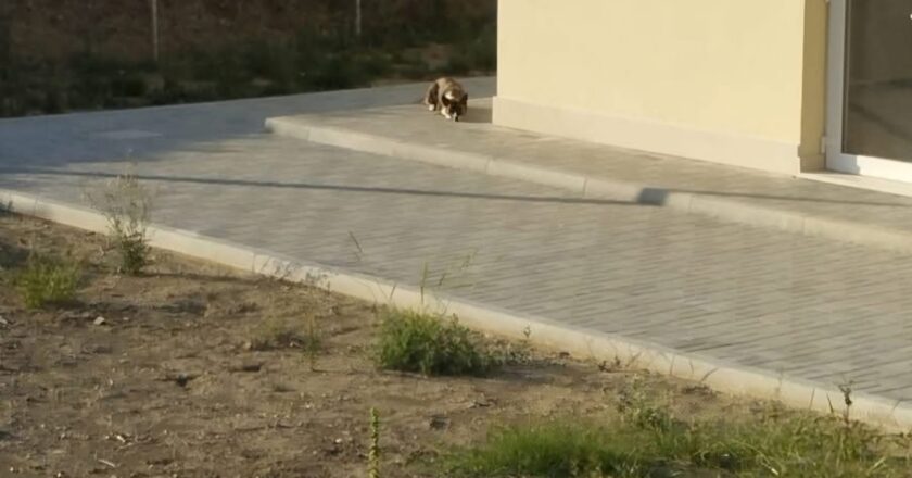 La segnalazione di un lettore. Il canile è chiuso ma c’è chi cerca rifugio
