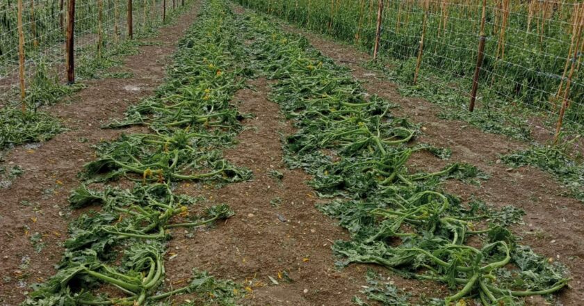 Un violento fronte temporalesco ha colpito la costa della provincia di Chieti: ingenti danni alle colture agricole