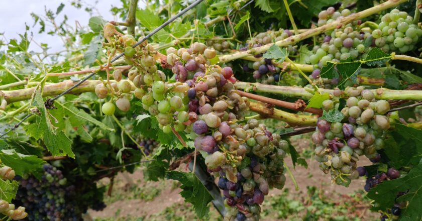 Maltempo: Cia Abruzzo chiede stato di calamità per Fossacesia e Comuni limitrofi