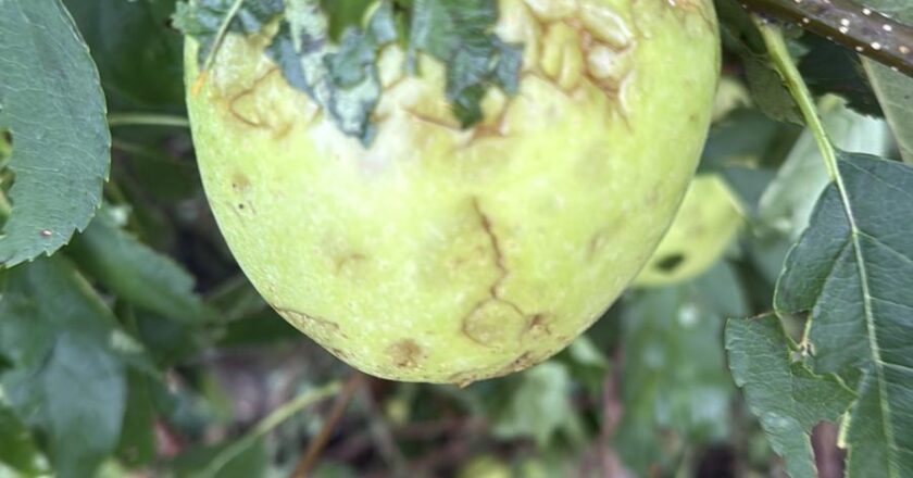 Cia Abruzzo: “Il 3 agosto evento atmosferico di eccezionale violenza ha devastato vite, olivo, frutta e ortaggi: danni tra il 50 e il 90%. Aziende in ginocchio”