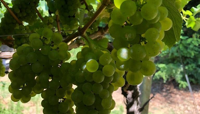 Al via la vendemmia 2025 in Abruzzo: qualità alta, ma pesano giacenze e mercati in calo