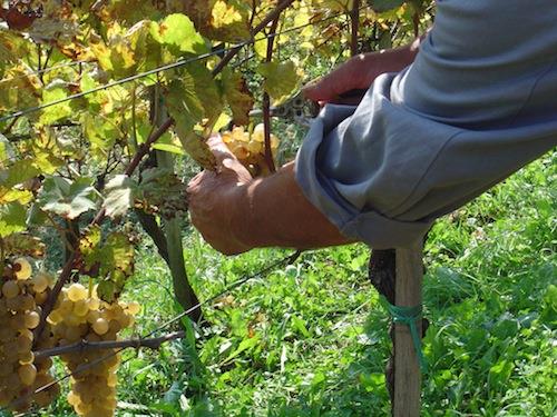 Nel vastese vendemmia super anche se i produttori temono i dazi