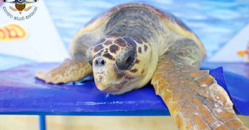 Vasto, le due tartarughe Rino e Iside tornano in mare