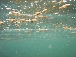 Alga tossica, è allerta anche a Torricella