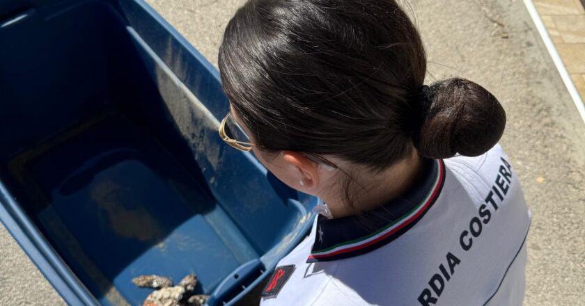 Vasto, messa in salvo una tartaruga spiaggiata