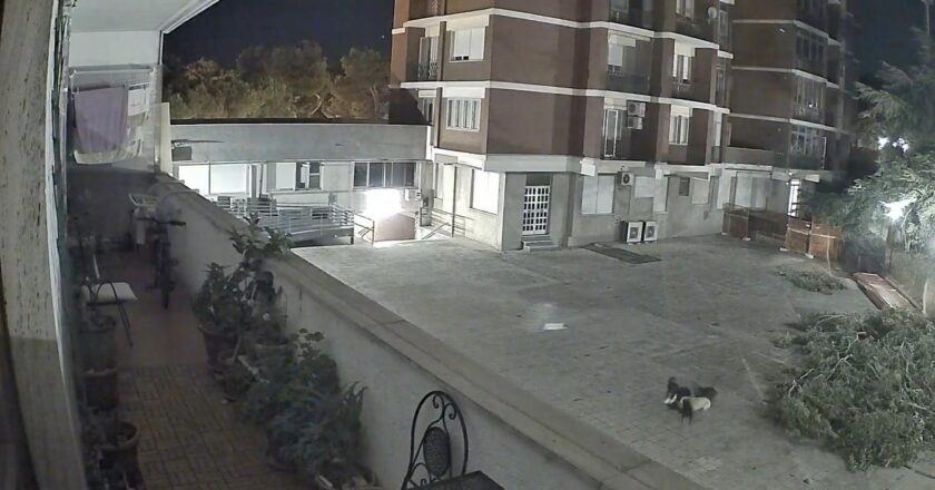 In città un branco di cani pericolosi. Parte una raccolta di firme per porre fine al problema