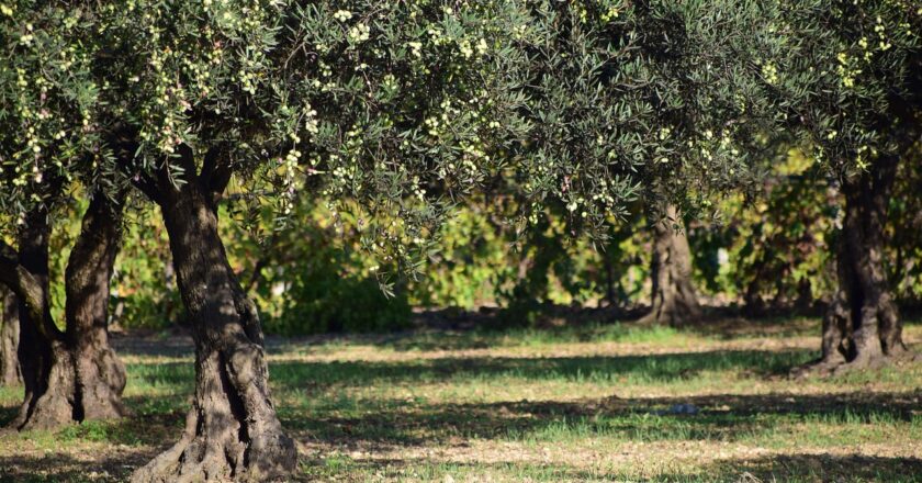 Al via la presentazione delle richieste per la raccolta delle olive su terreni comunali. Il 10% del ricavato dal raccolto, in olio, dovrà essere devoluto alla Caritas di Vasto