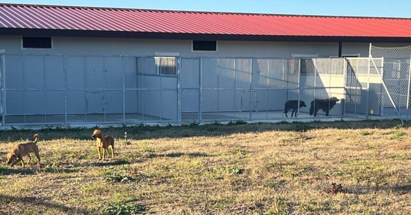 L’Assessore Paola Cianci sul canile: “Stiamo lavorando per per il benessere dei nostri cani”