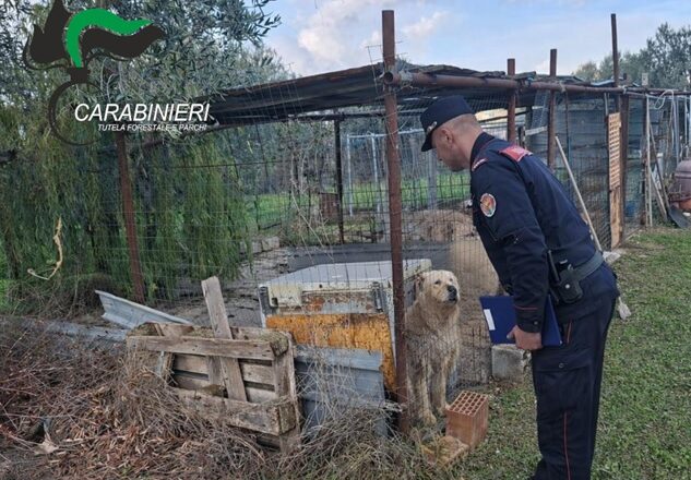 I Carabinieri della Tutela Forestale e dei Parchi attivi negli illeciti commessi in danno agli animali