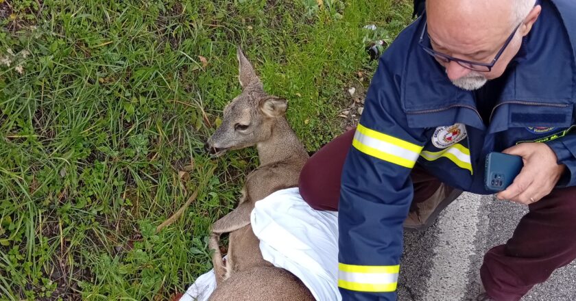 Vasto, la storia a lieto fine del capriolo