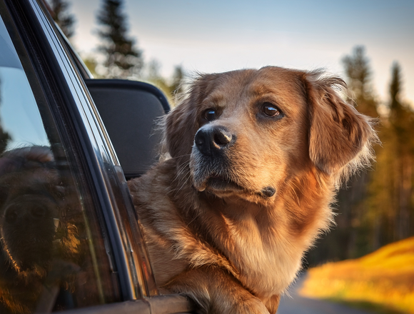 Cani in auto: sicurezza, abitudini e responsabilità del proprietario