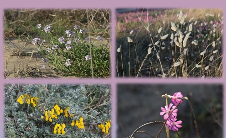 Dune della Riserva Marina di Vasto, due giornate di pulizia. Appuntamento il 27 e il 28 febbraio dalle ore 10:00