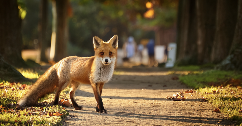 Fauna selvatica: gestione e criteri di intervento