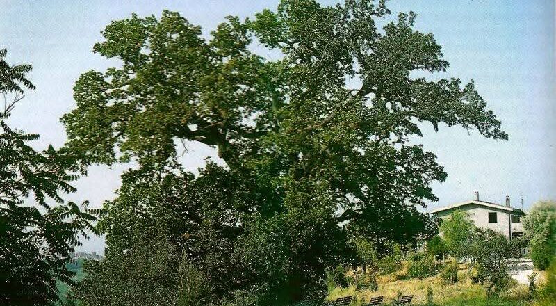 Pollutri, nasce l’associazione “Abbracciare la Quercia di San Nicola”