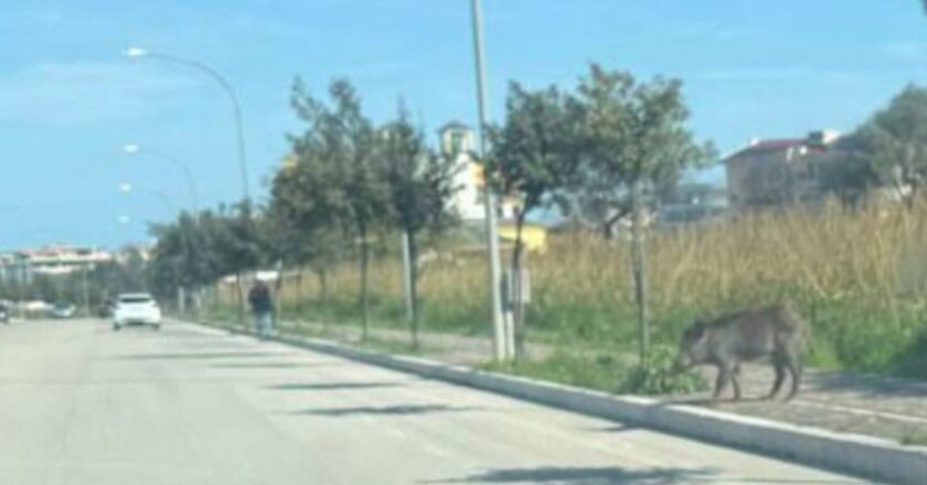 Vasto, i cinghiali convivono con la circonvallazione Istoniense