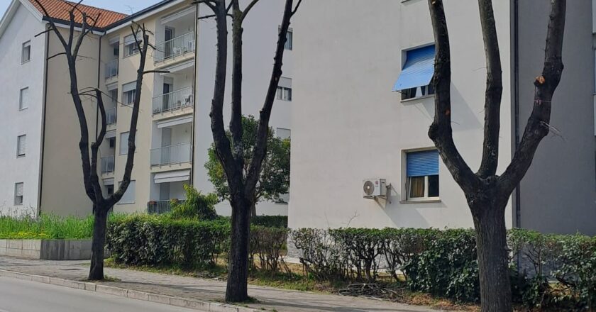 Il Comitato Amici degli alberi di Vasto: “Una potatura errata crea problemi”