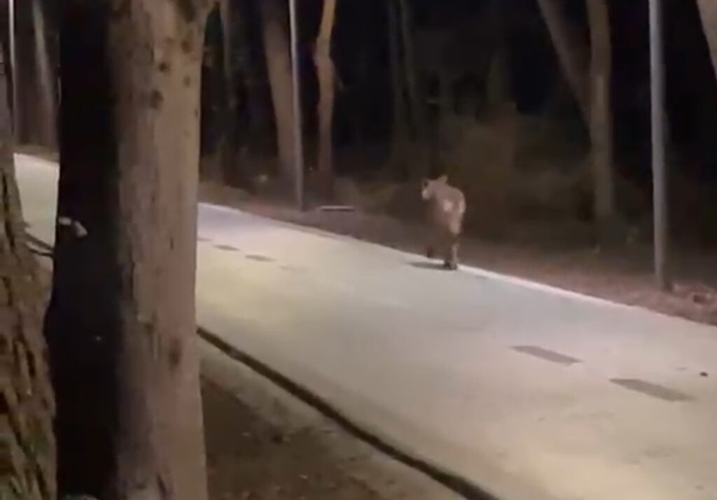 Lupo, pista, ciclabile