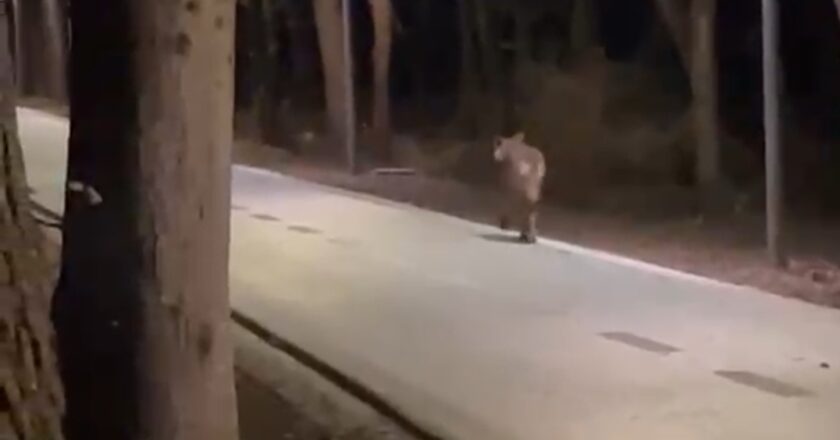 San Salvo, lupo a spasso sulla pista ciclabile