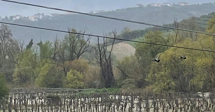Maltempo, Imprudente: “Attenzione per le aziende agricole che hanno subito danni”