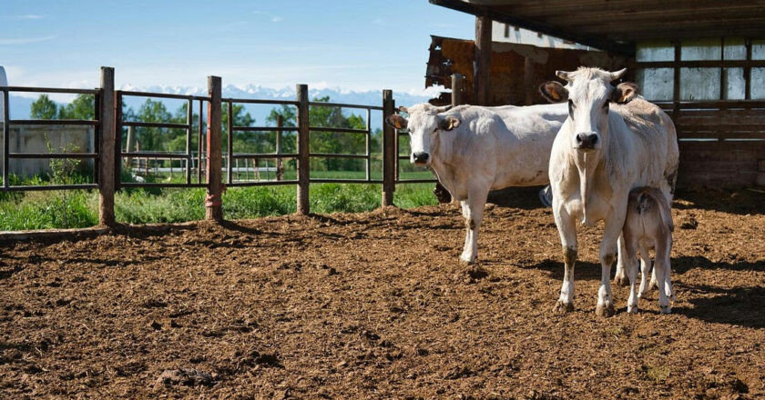Brucellosi bovina, la provincia di Chieti ‘territorio indenne’. Stop alle misure sanitarie straordinarie per oltre 500 aziende zootecniche