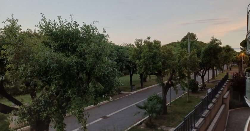 Approvate schede di censimento degli alberi in Viale della Rimembranza e del tiglio di Corso Garibaldi