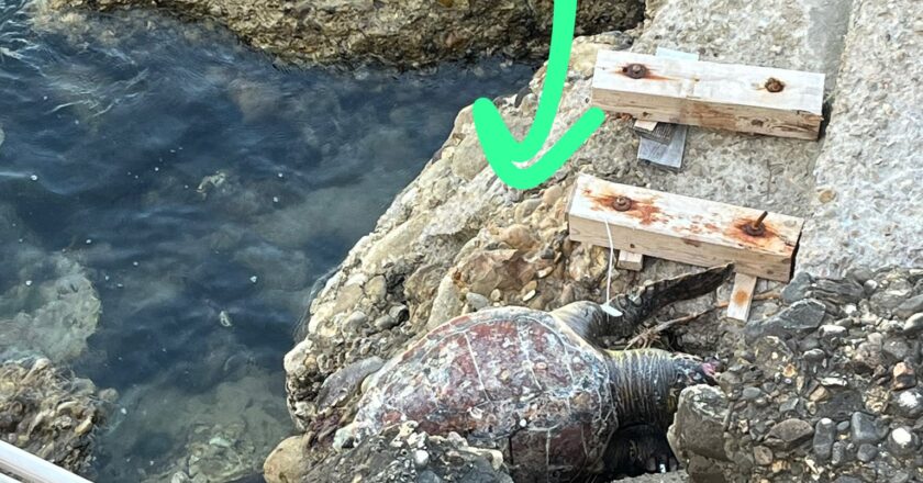 Carcassa di tartaruga sulla scogliera antistante il Monumento alla Bagnante di Vasto Marina