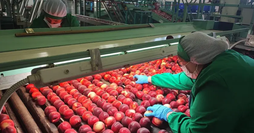 Drupacee, stagione difficile nell’area dell’Eurortofrutticola di San Salvo: produzione in calo fino al 25%, costi in aumento e domanda debole