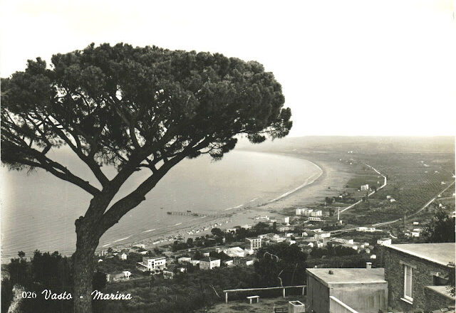 Nicola D’Adamo (noivastesi): “Alberi monumentali, valorizziamo il pino di Via Tre Segni”