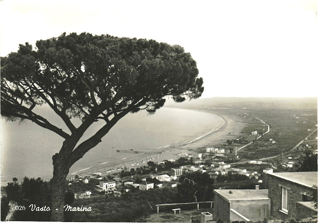 Pino Monumentale alberi