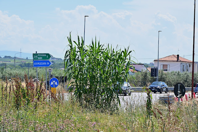 rotatoria statale 16