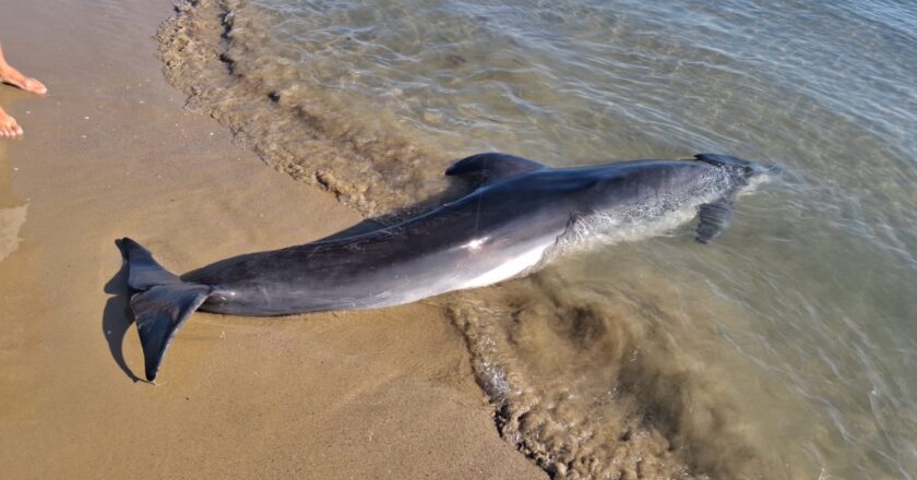 Il Centro Studi Cetacei di Pescara per risalire alle cause della morte del delfino