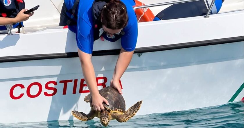 Quattro tartarughe tornano in mare a Punta Penna: il Circolo Nautico Vasto ancora al fianco della tutela del nostro mare