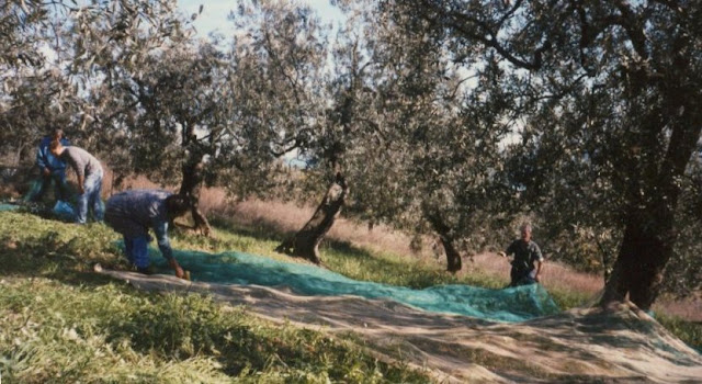 olive